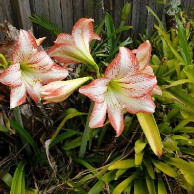 Karen's garden