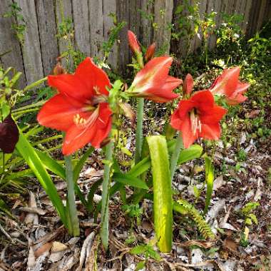 Lily (Species) Orange Lily
