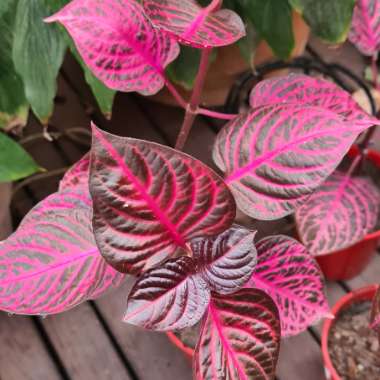 Herbst's Bloodleaf