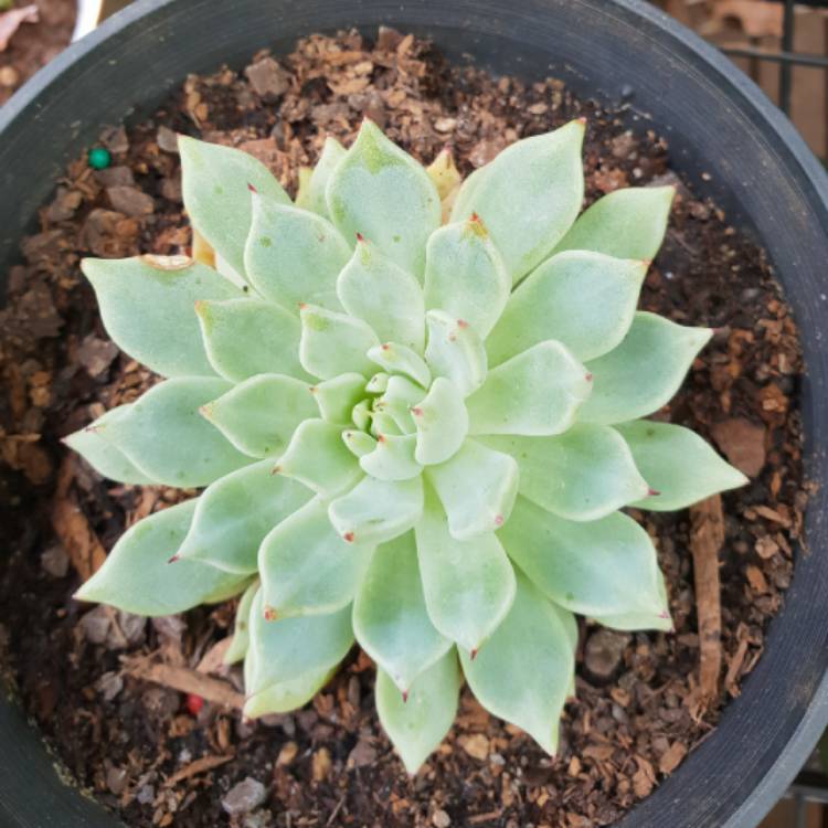 Plant image Echeveria Minima x Cuspidata var. Zaragozae