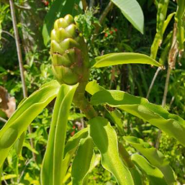Costus barbatus