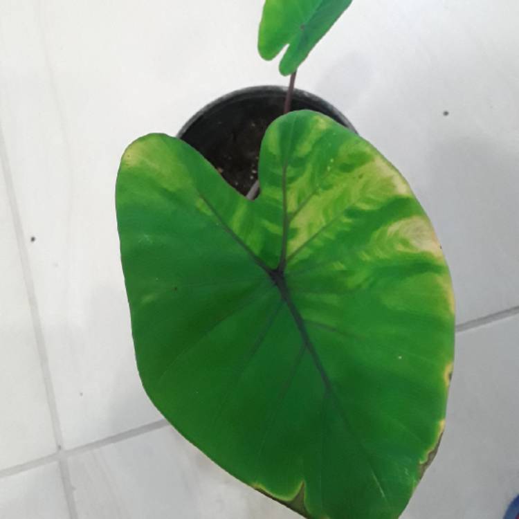 Plant image Colocasia esculenta 'Pink China'