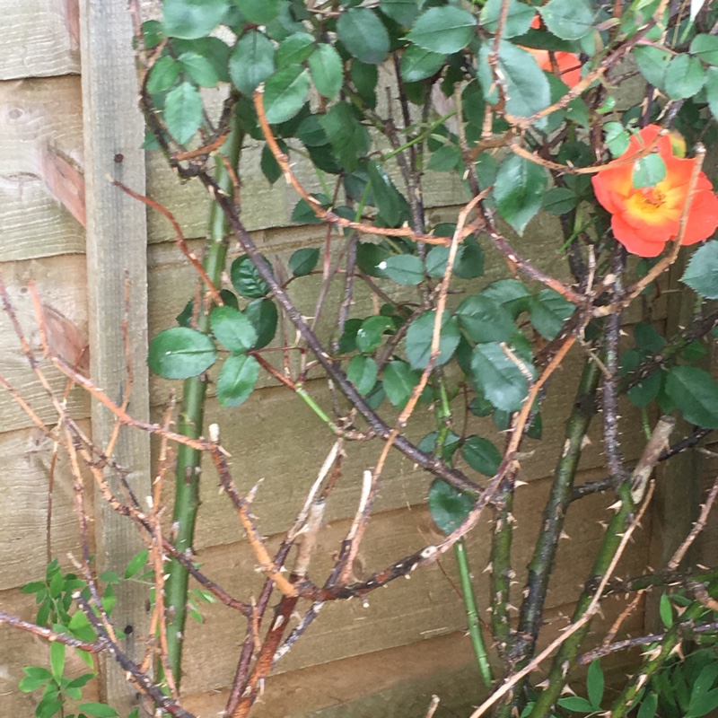 plant image 144383