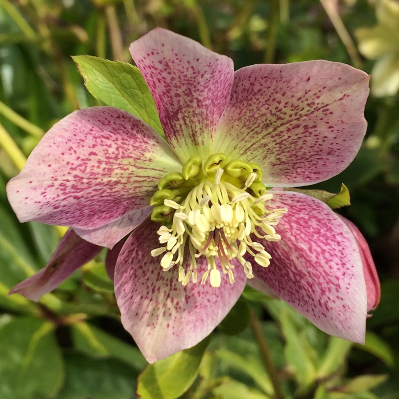 Plant image Helleborus orientalis