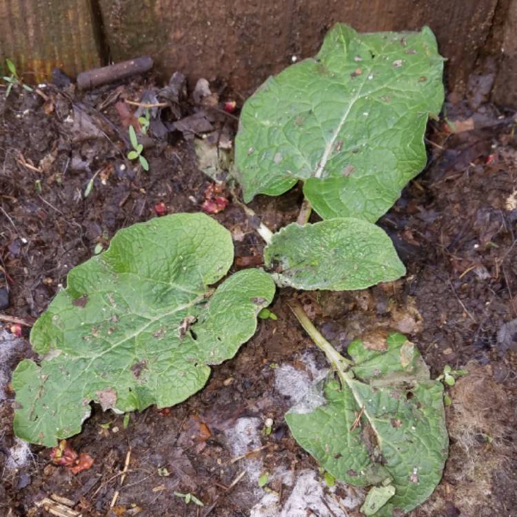 plant image 997951