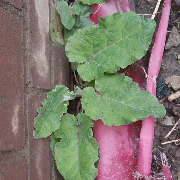 Plant image Arctium lappa