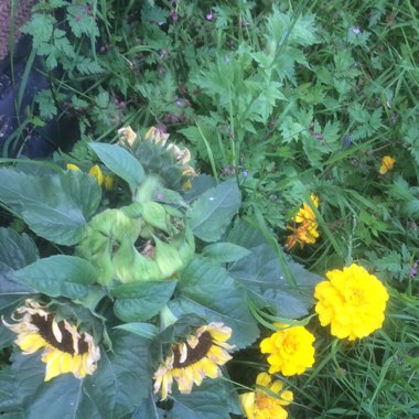 Karen's garden
