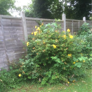 Karen's garden