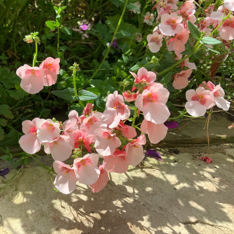 Plant image Diascia