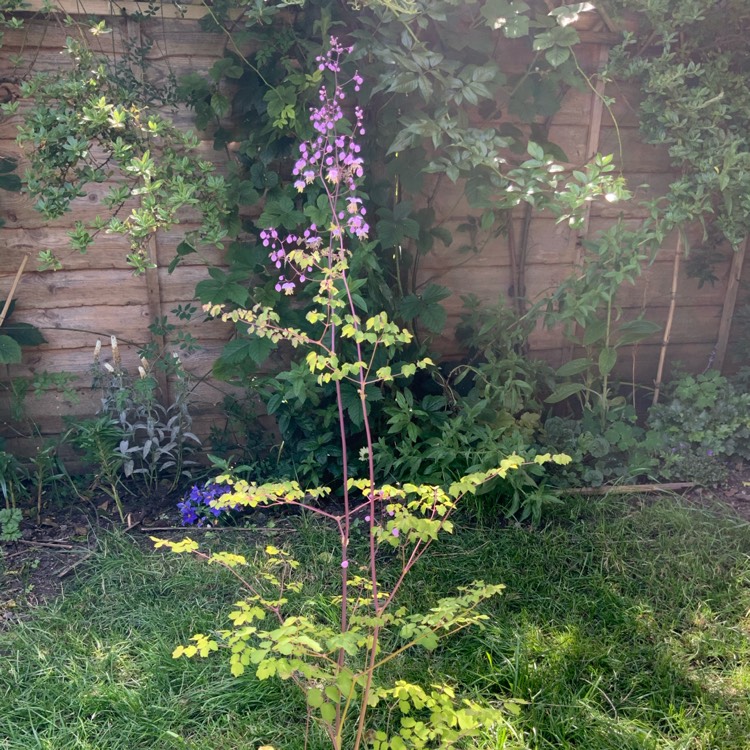 Plant image Thalictrum delavayi