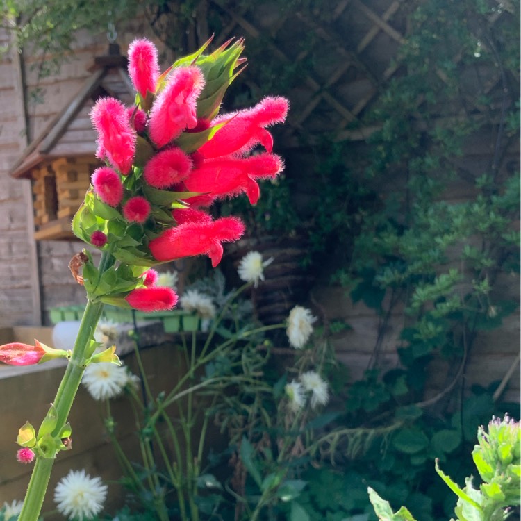 Plant image Salvia 'Oxyphora'