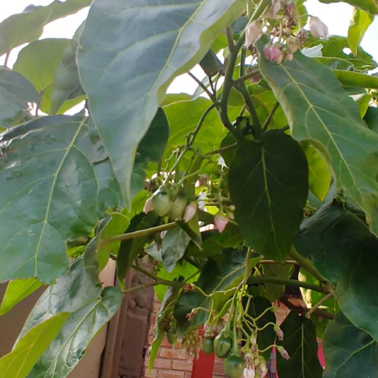 Plant image Solanum betaceum