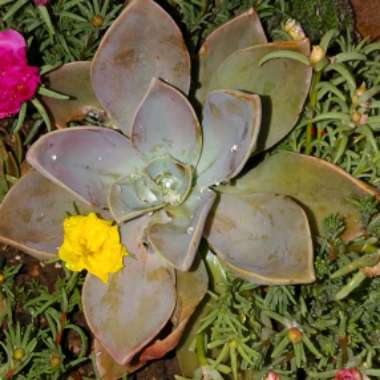Graptopetalum 'Ghost plant'