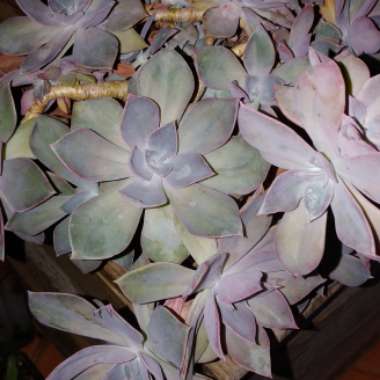Graptoveria 'Douglas Huth'