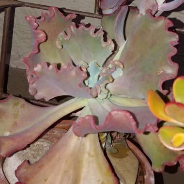 Echeveria 'Blue Waves'