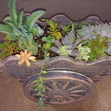 Karin's garden