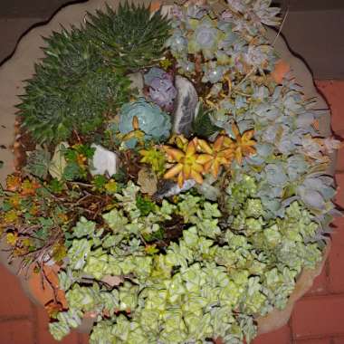 Karin's garden