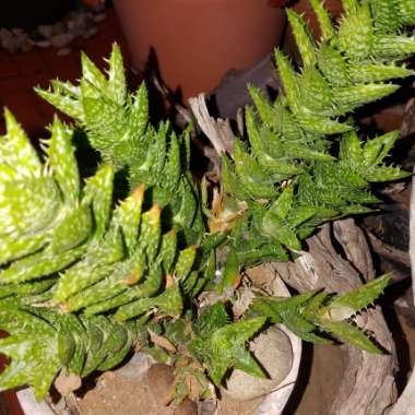 Tiger Tooth Aloe