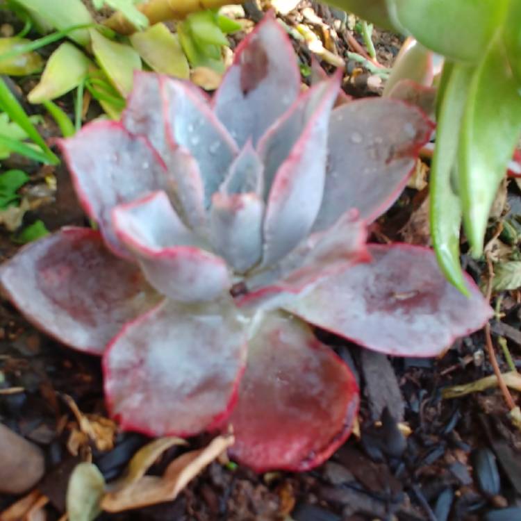 plant image 940371