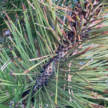 Pinus
