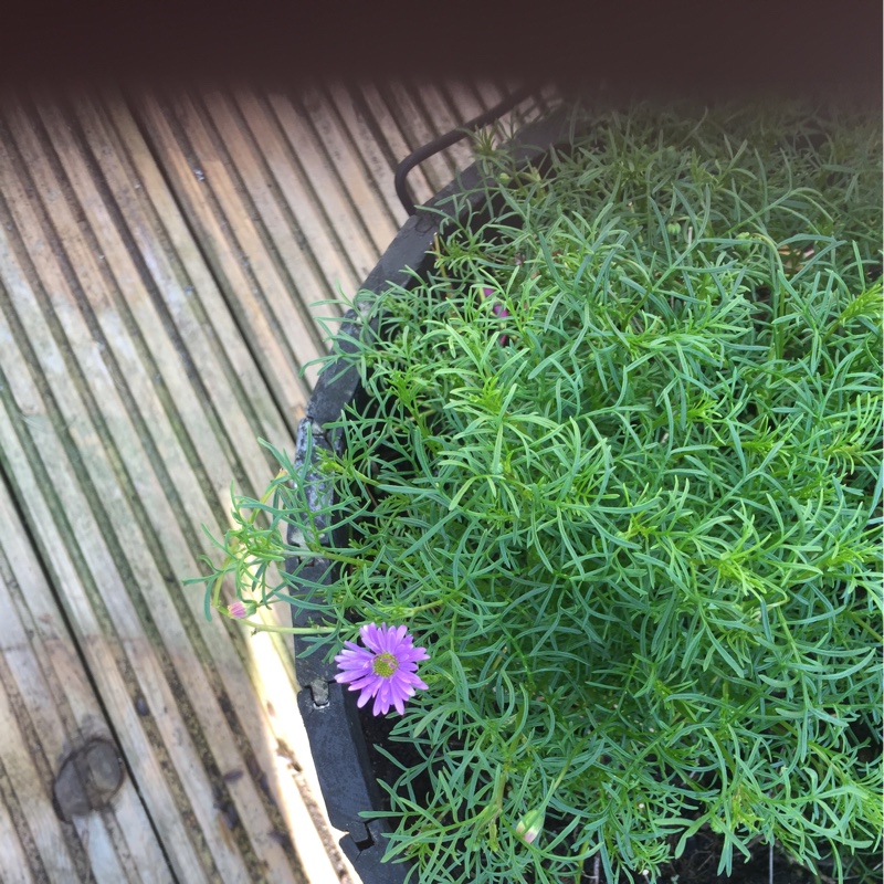 plant image 102789