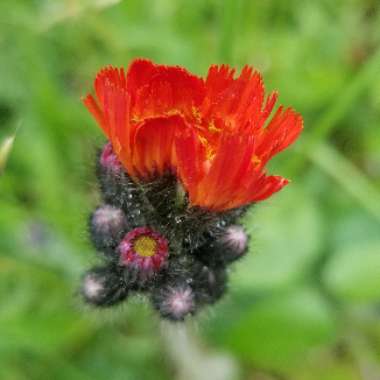 Fox-and-cubs