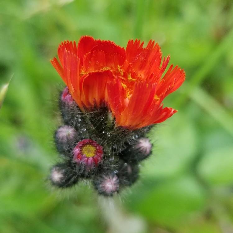 Plant image Pilosella aurantiaca