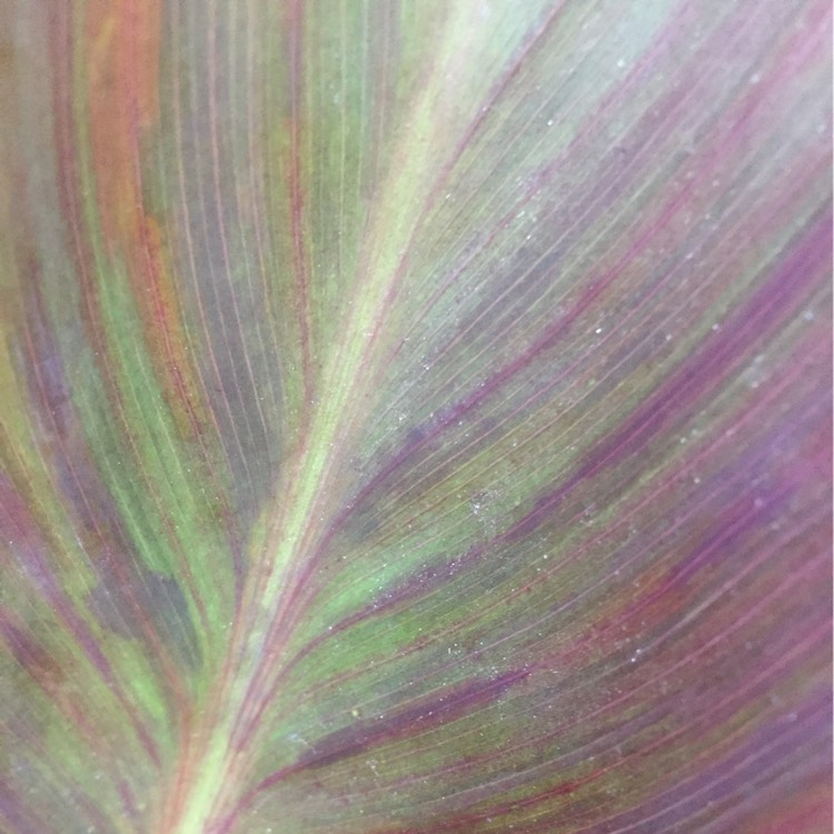 Plant image Canna indica syn. Canna discolor, Canna indica 'Edulis', Canna lanuginosa, Canna limbata, Canna 'Limbata'