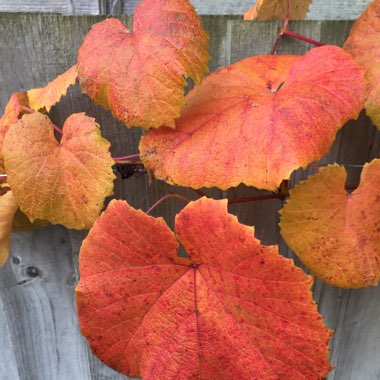 Crimson Glory Vine