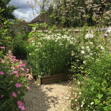 Katherine's garden