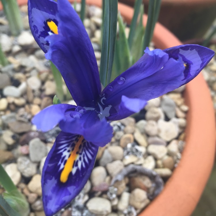 plant image 310952