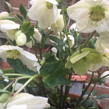 Hellebore
