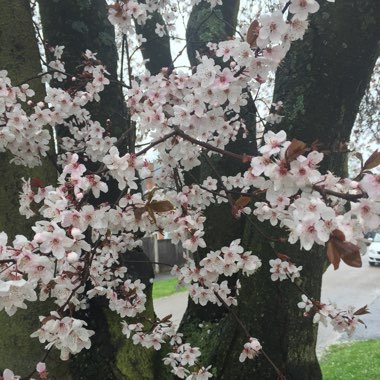 Cherry-plum