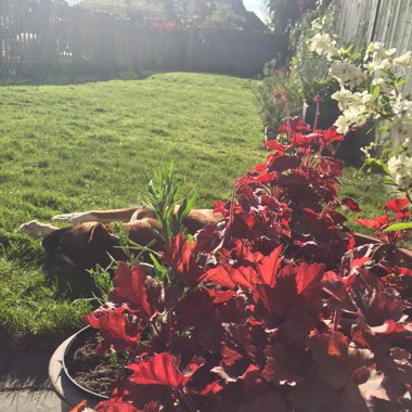 Katherine's garden