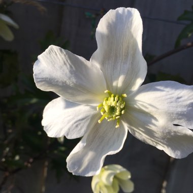 Clematis armandii 'Apple Blossom'