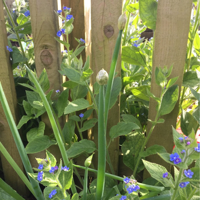Plant image Allium 'White Cloud'