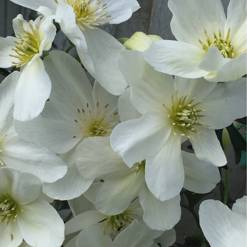 plant image 74226