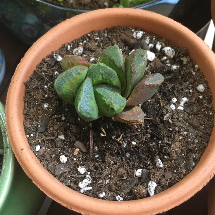 Plant image Haworthia truncata hybrid 'Black Coral'