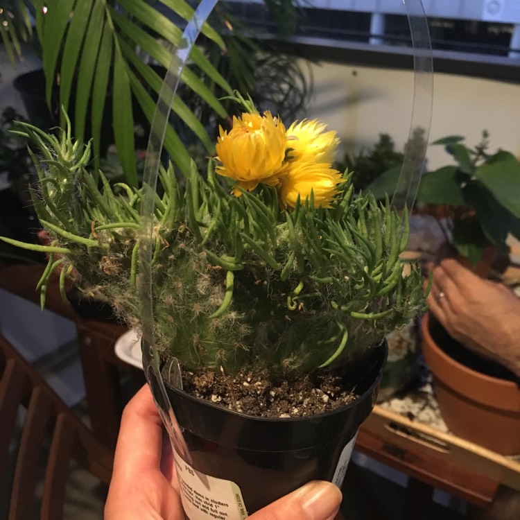 plant image 540243