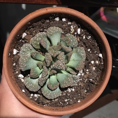 Titanopsis Calcarea (Living Jewel)