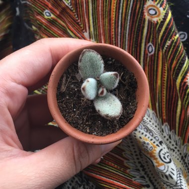 Kalanchoe 'Black Tie'