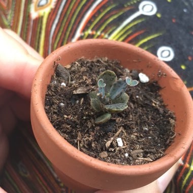 Mother of Thousands