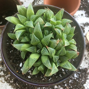 Star Cactus