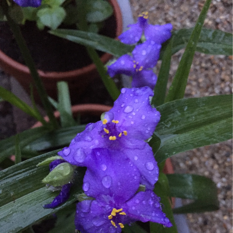 Plant image Tradescantia (Andersoniana Group) 'Purple Dome'