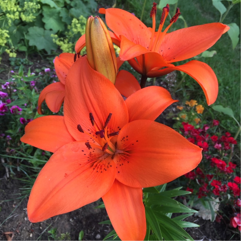 Lily