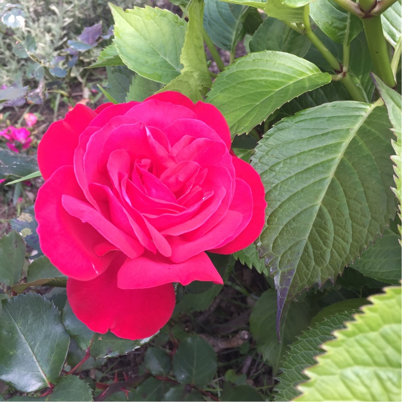 Kim's garden