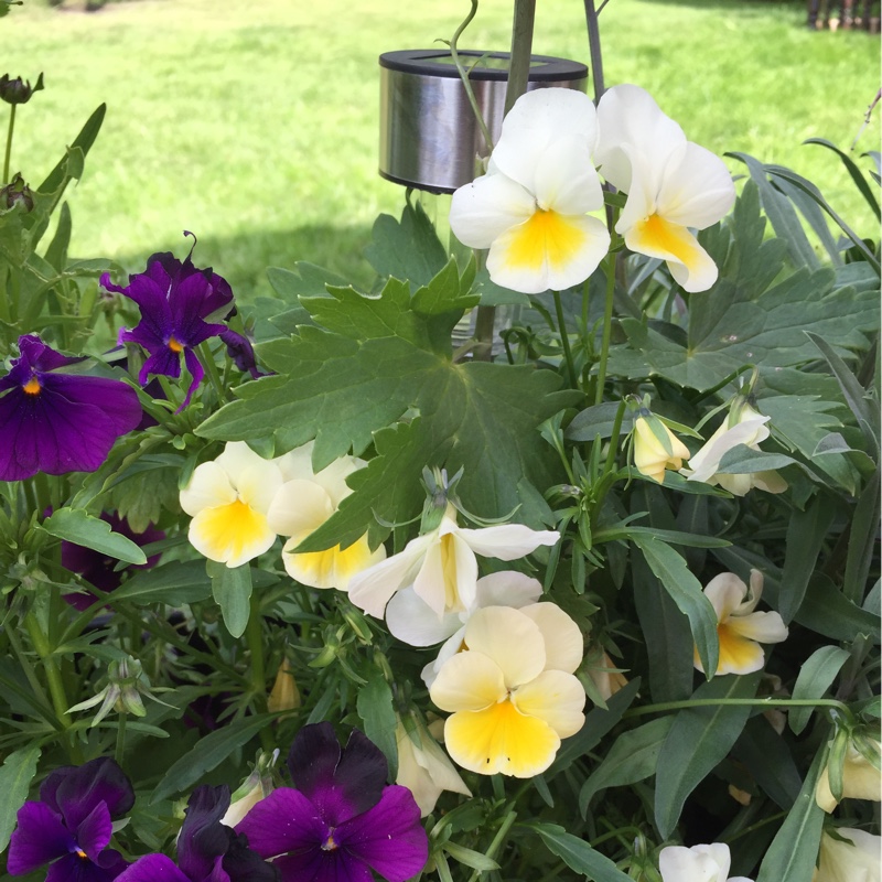 Plant image Viola cornuta 'Celestial Twilight'