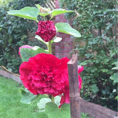 Kim's garden