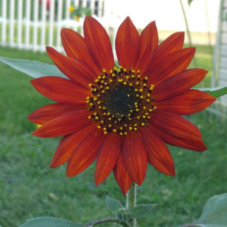 Plant image Helianthus annuus 'Velvet Queen'