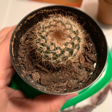 Parodia Erubescens syn. Notocactus schlosseri